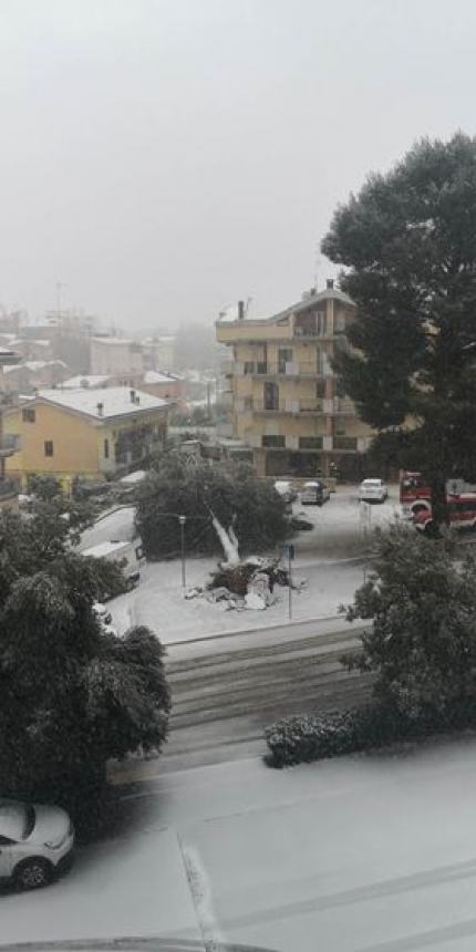 Albero caduto a Sant'Onofrio