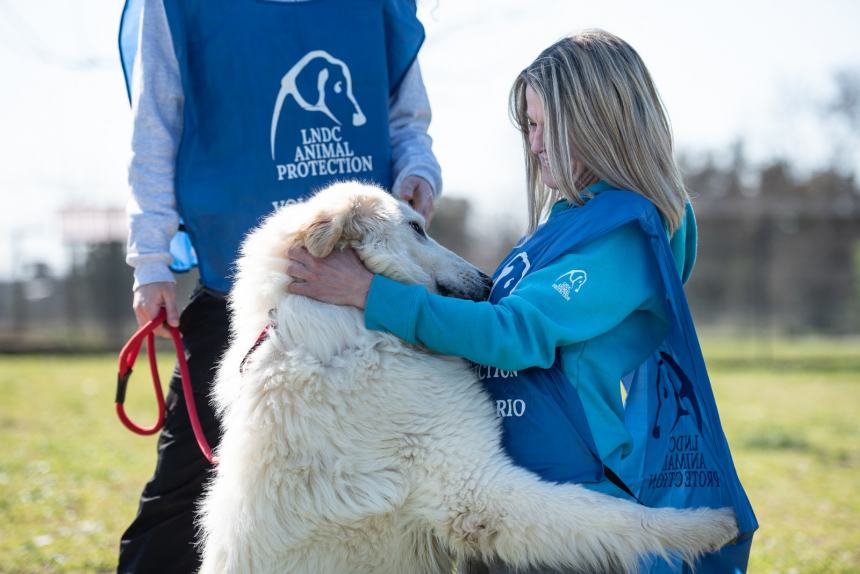 Uccide cane con ombrello, "Lndc animal protection" si unisce alla denuncia