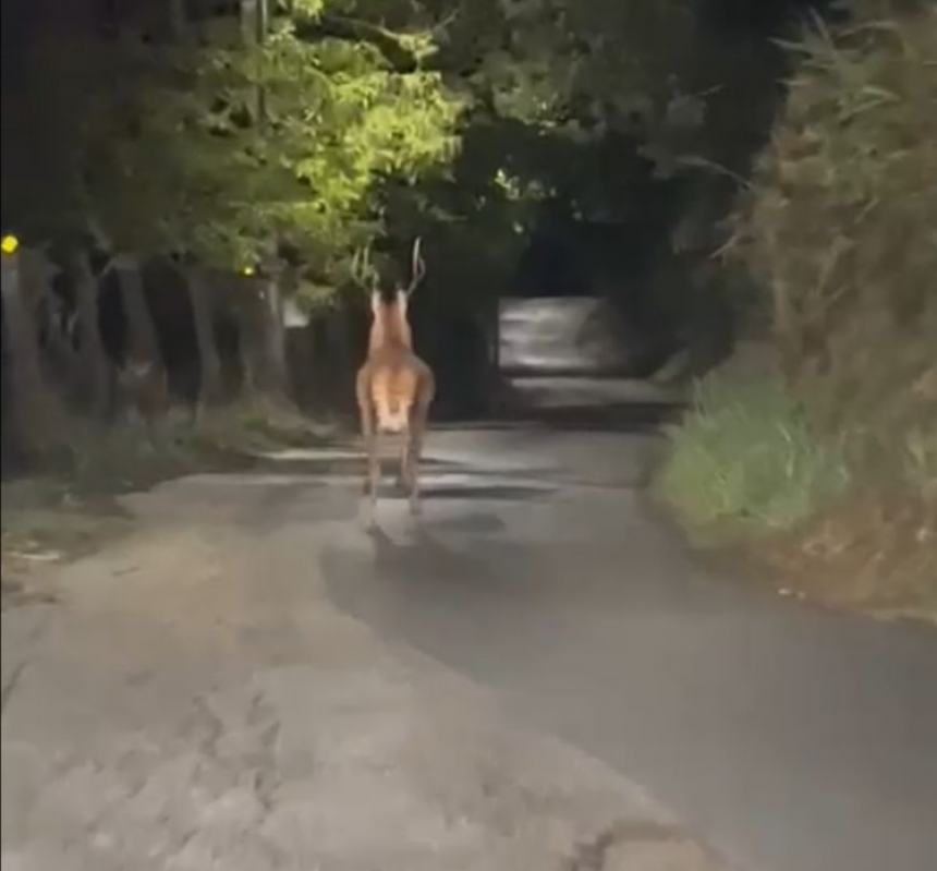 La corsa di un maestoso cervo in via Codalfa e un lupo avvistato a San Salvo