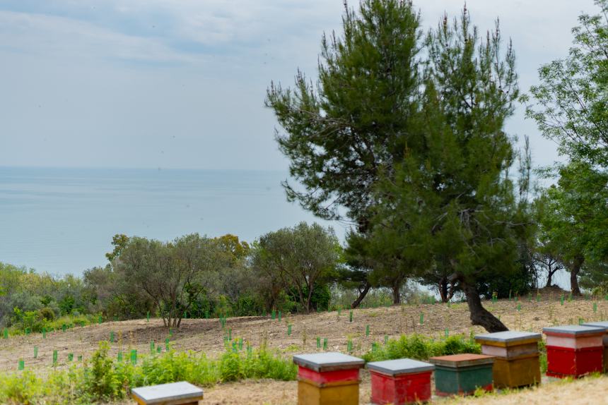 Piantati 1000 alberi in via Trave: “Per un parco che si affaccia sul mare, fruibile ai cittadini”