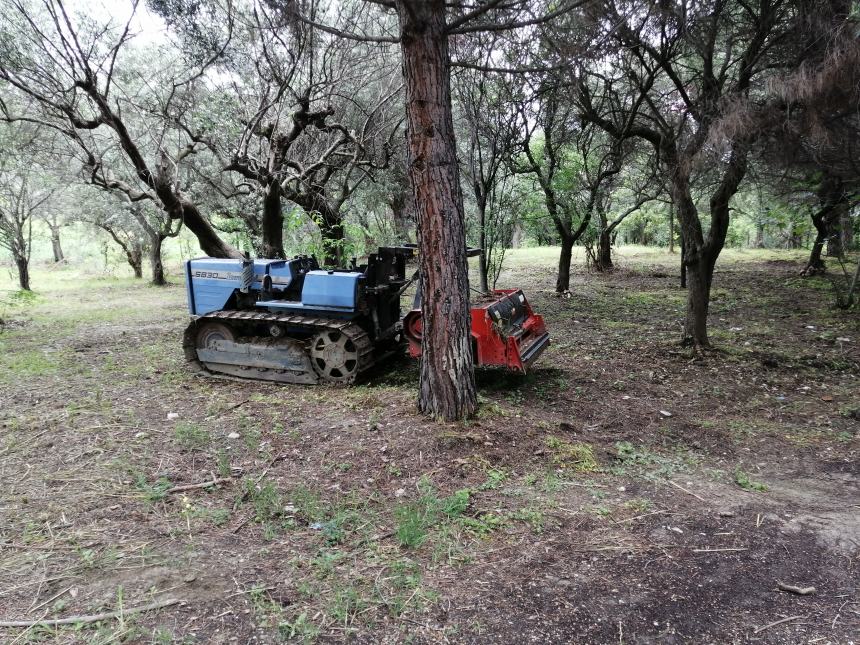 Piantati 1000 alberi in via Trave: “Per un parco che si affaccia sul mare, fruibile ai cittadini”