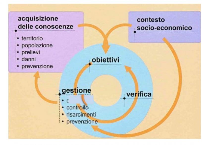 I risultati del censimento dei cinghiali sono allarmanti: "Ora l'Ispra ci dirà come intervenire"