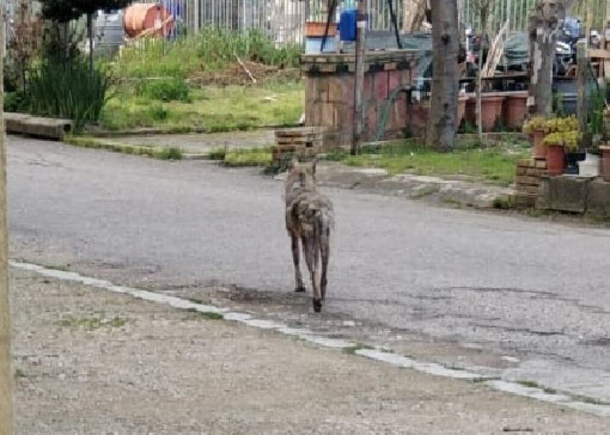 Azzannato un anno fa: "Era un lupo e non mi hanno creduto, ho ancora la cicatrice"