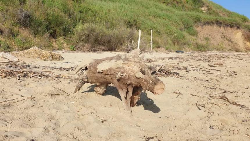 Sulla spiaggia di Punta Penna spuntano dinosauri: il museo preistorico impazza sui social