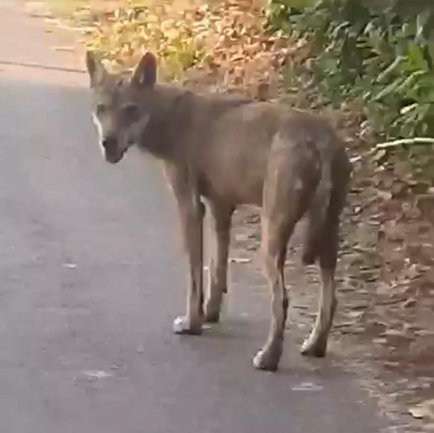 Cattura del lupo: "Protezione civile bloccata dall'Ente Parco"