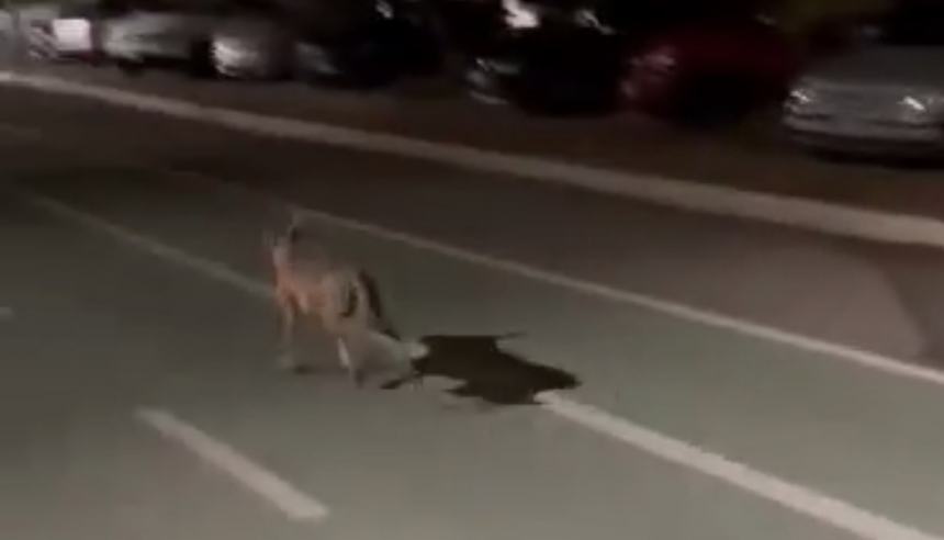 Canide in fuga filmato nella zona dell'ex stazione di Vasto Marina