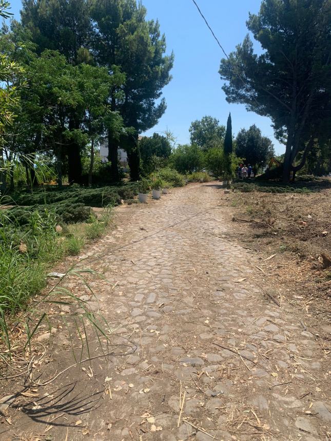 Canale, polemiche su abbattimento cipressi: "Celavano abusi, apprezzate il coraggio dell'amministrazione" 