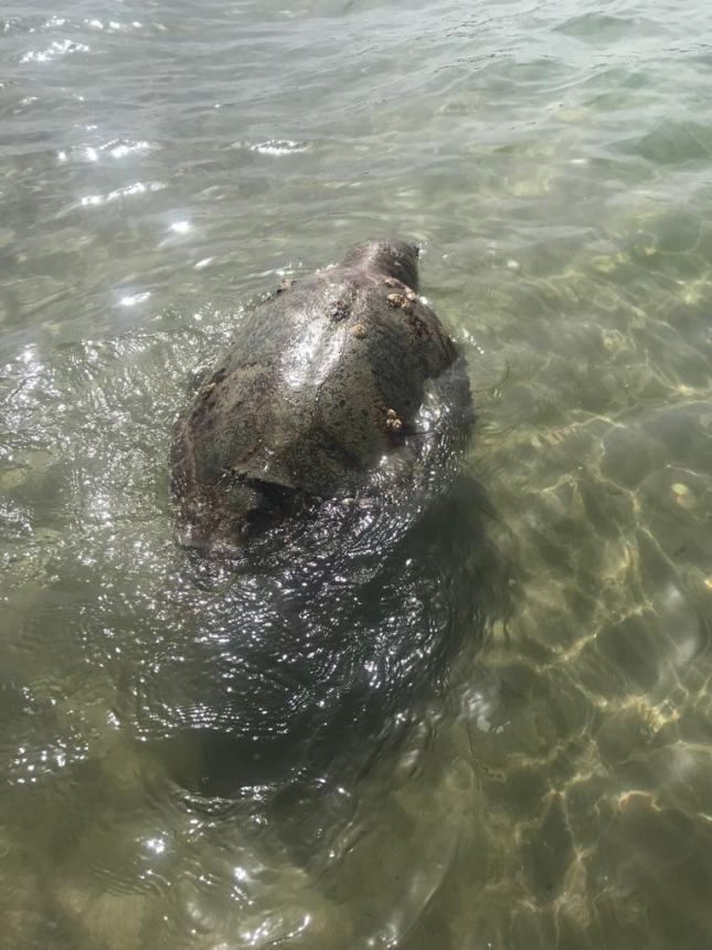 Recuperata la carcassa di una tartaruga caretta caretta a Vasto Marina 
