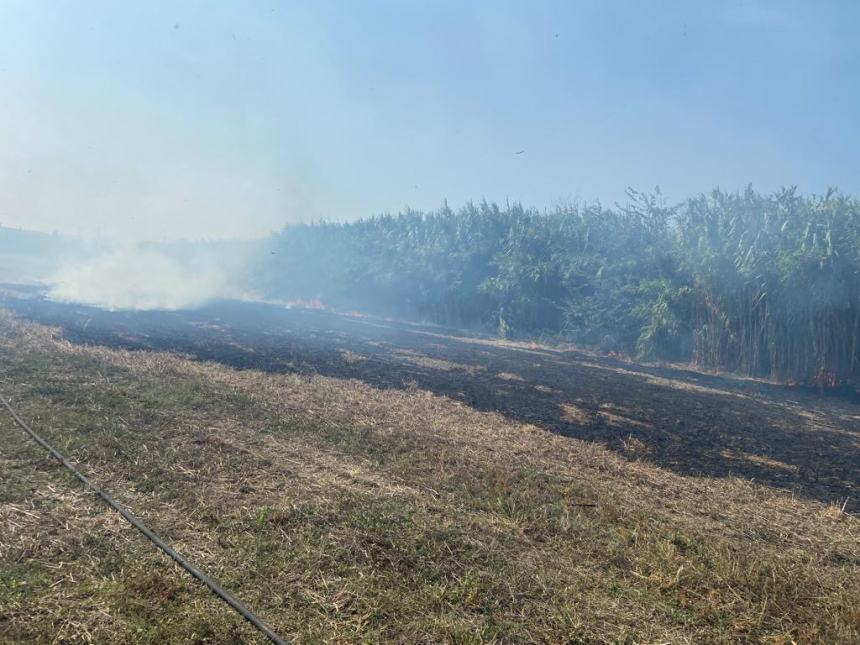 Canneto in fiamme sulla Trignina nei pressi di Amazon