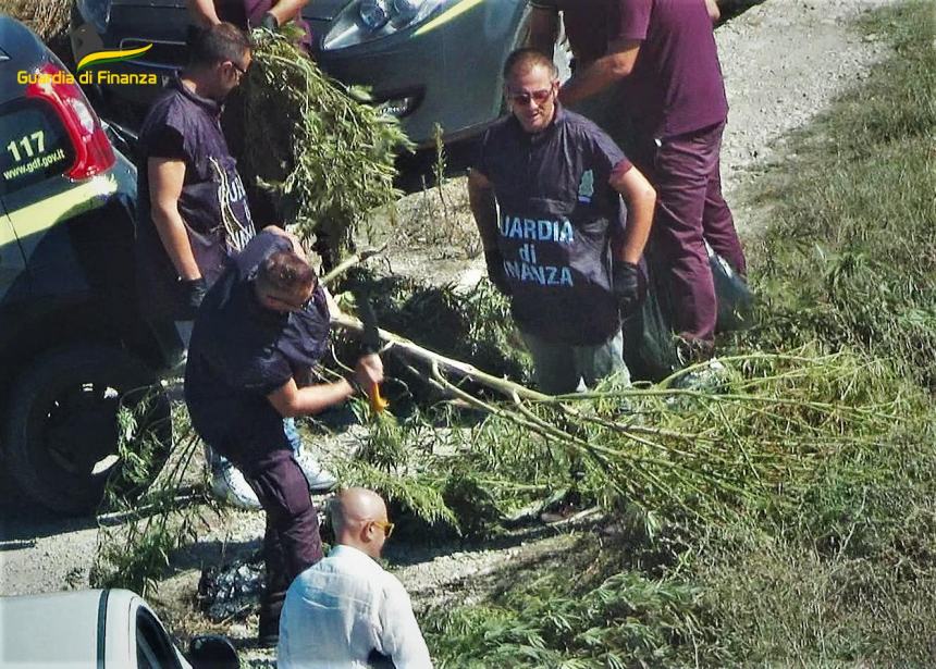 Piante di marijuana scoperte a Torino di Sangro: sequestrati 6 kg. dal valore di 30mila euro