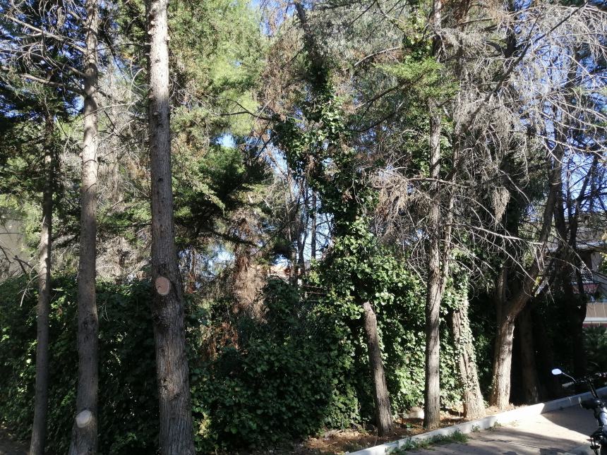 Villetta "Due Pini", sit in contro abbattimento alberi: "Ridurre i parcheggi e fare un parco"