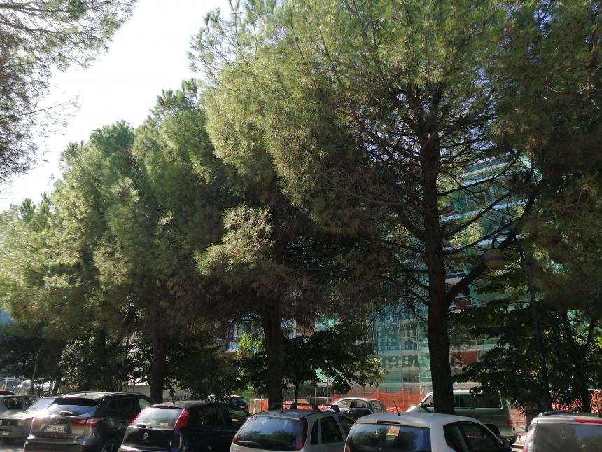 Villetta "Due Pini", sit in contro abbattimento alberi: "Ridurre i parcheggi e fare un parco"