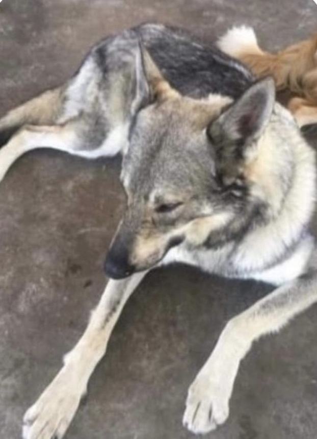 Si chiama Jemy, è un lupo cecoslovacco scomparso nella zona di San Lorenzo”