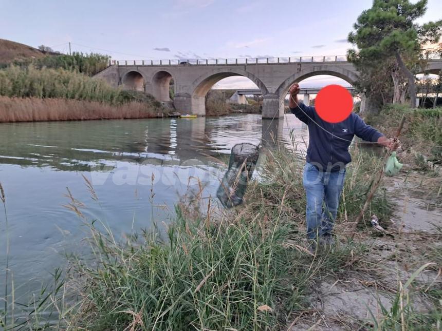 Avvistato e catturato un esemplare di granchio blu lungo il fiume Sinello