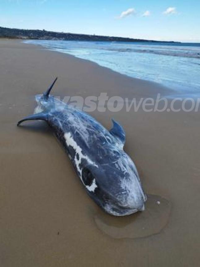 Un grampo è stato rinvenuto morto sulla spiaggia di Vasto Marina