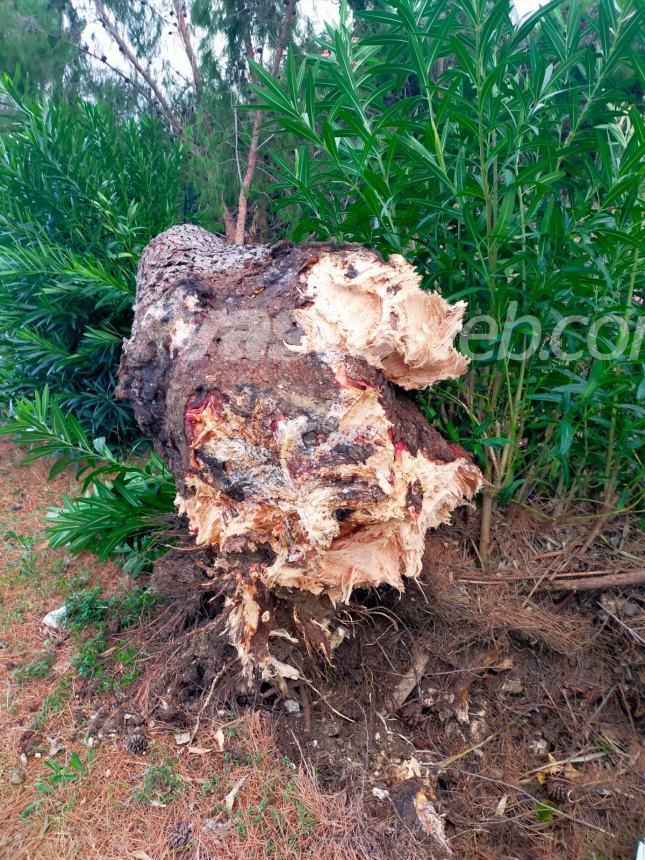 Raffiche di vento: ingenti danni e alberi caduti in diverse zone di Vasto
