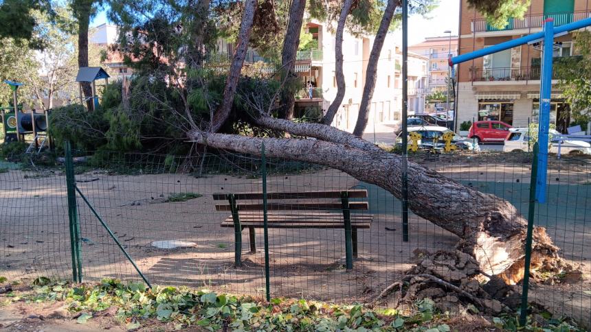 Albero caduto al parco di via Ciccarone 