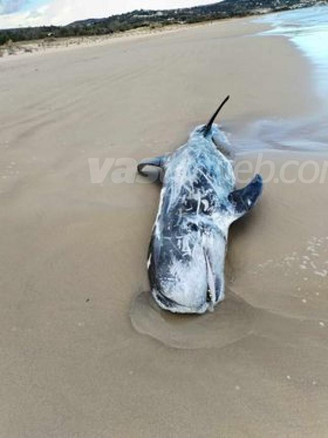Un grampo è stato rinvenuto morto sulla spiaggia di Vasto Marina