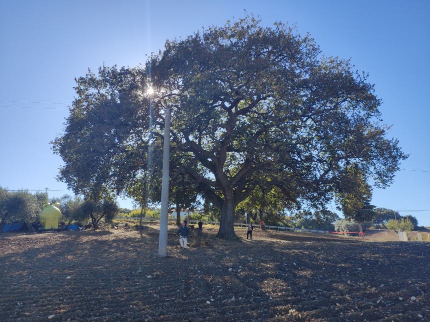 Una quercia che racconta la storia, a Termoli il primo albero monumentale della costa molisana