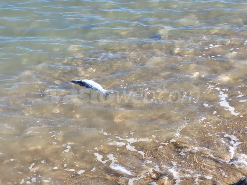 Moria di cefali alla foce del Trigno: "Almeno una decina quelli avvistati"