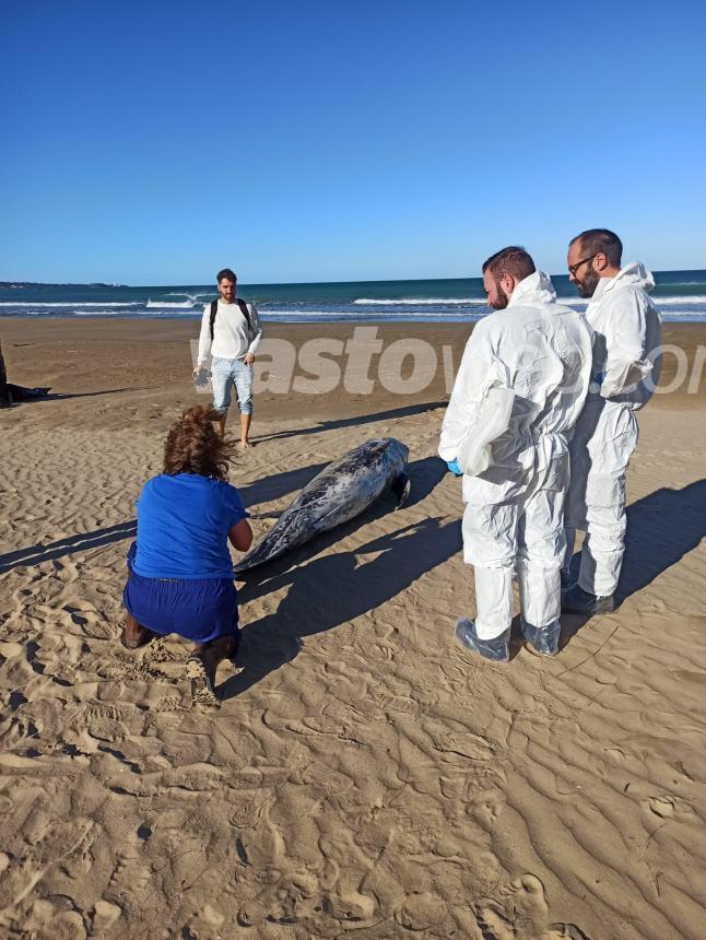 In corso l'autopsia sulla carcassa del grampo rinvenuta a Vasto Marina