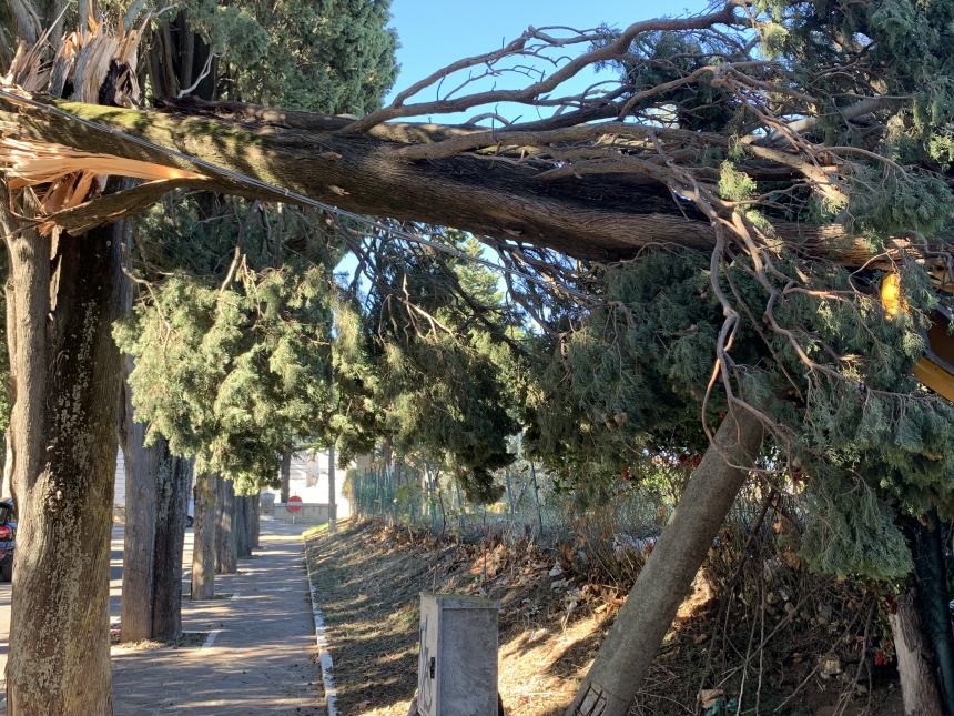 Danni da maltempo: “Albero pericolante in via del Cimitero, sia messo in sicurezza”