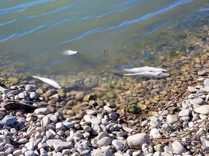 Moria di cefali alla foce del Trigno: "Almeno una decina quelli avvistati"