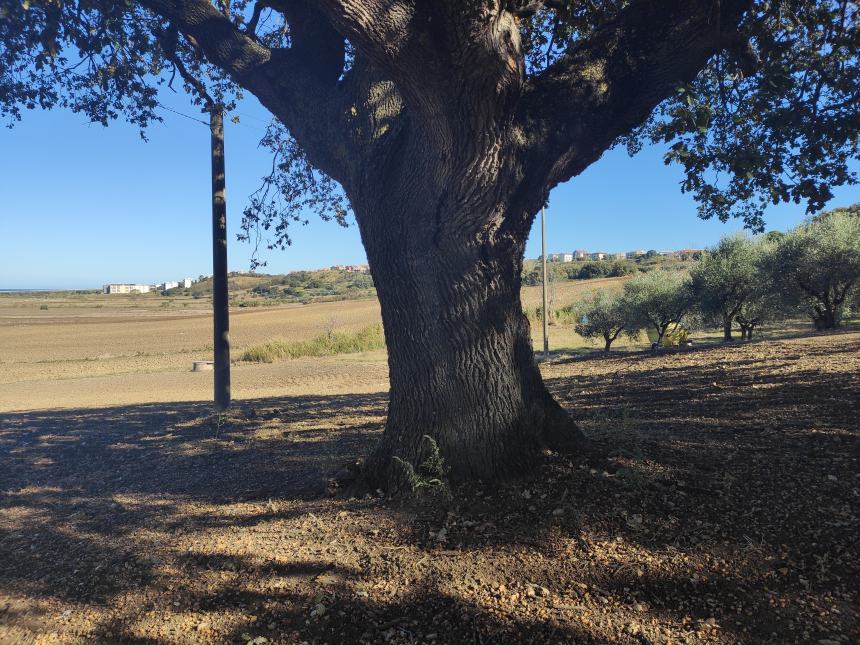 Una quercia che racconta la storia, a Termoli il primo albero monumentale della costa molisana