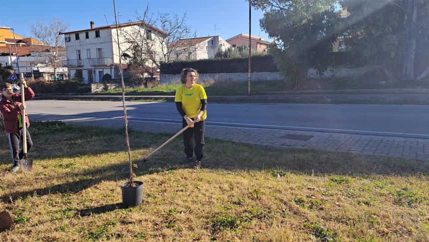 Più alberi sul viale Pertini