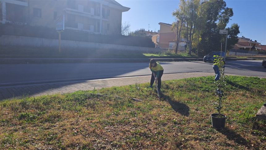 Più alberi sul viale Pertini