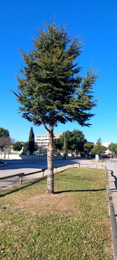 Cedri in piazza del Papa