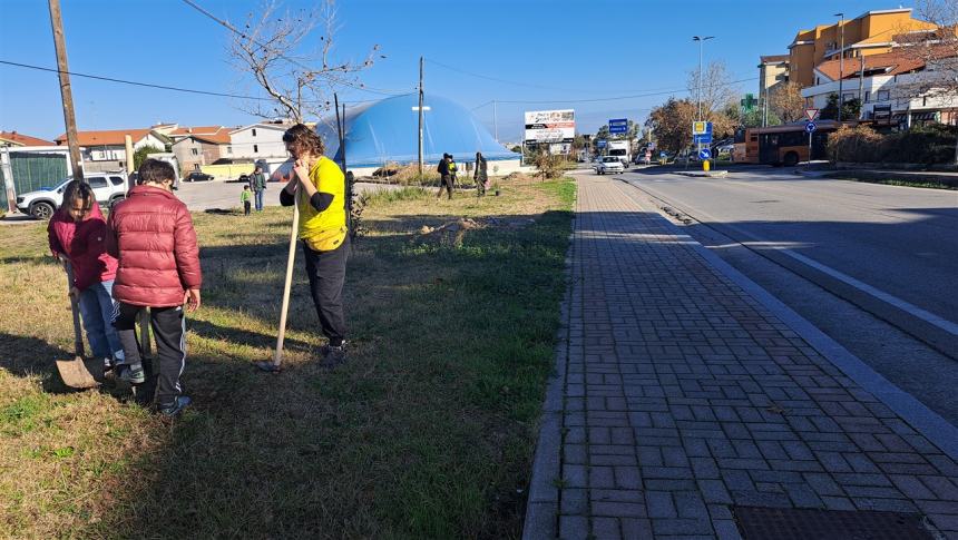 Più alberi sul viale Pertini