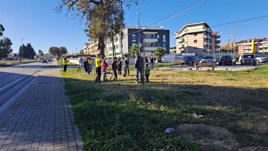 Più alberi sul viale Pertini