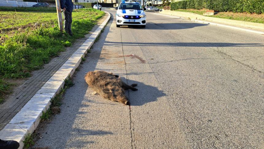 Vigili urbani in via delle Querce