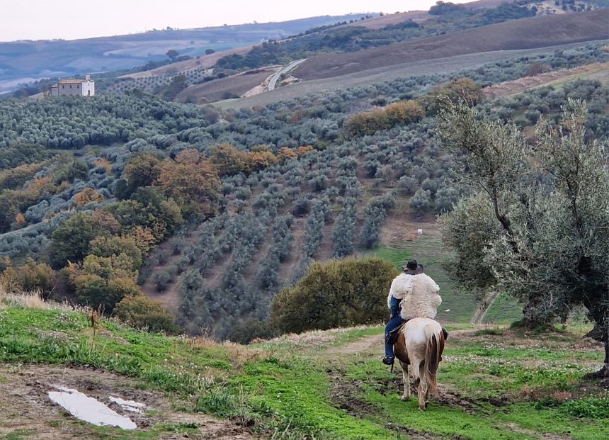 Emozioni a cavallo lungo la strada degli ulivi dove il paesaggio sorride