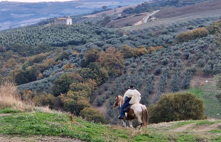 Emozioni a cavallo lungo la strada degli ulivi dove il paesaggio sorride