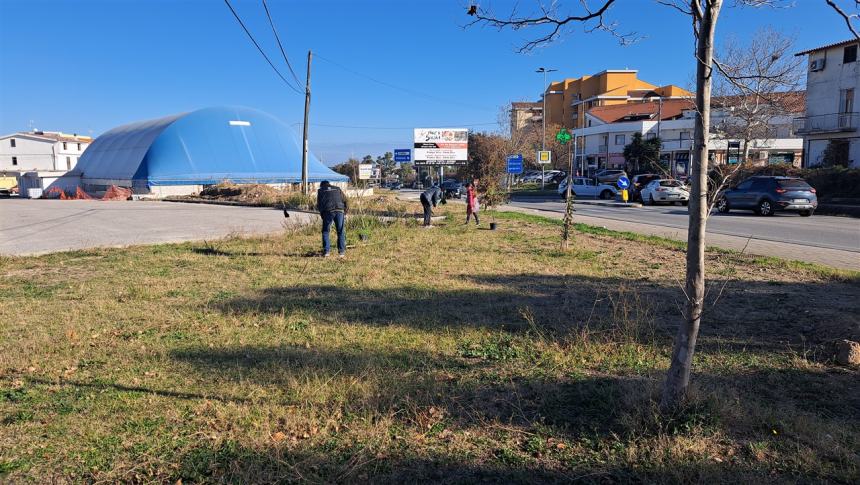 Più alberi sul viale Pertini