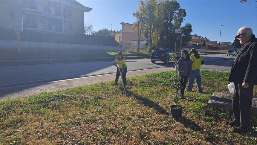 Più alberi sul viale Pertini