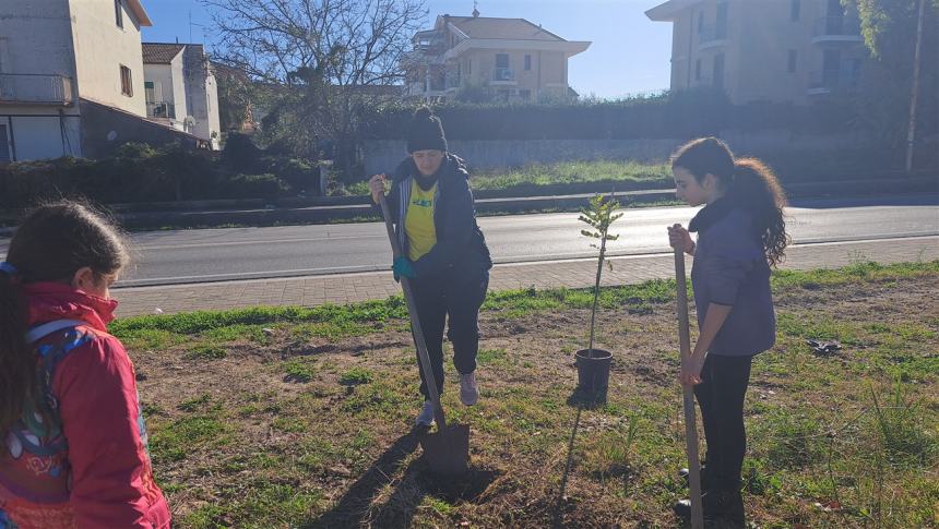 Più alberi sul viale Pertini