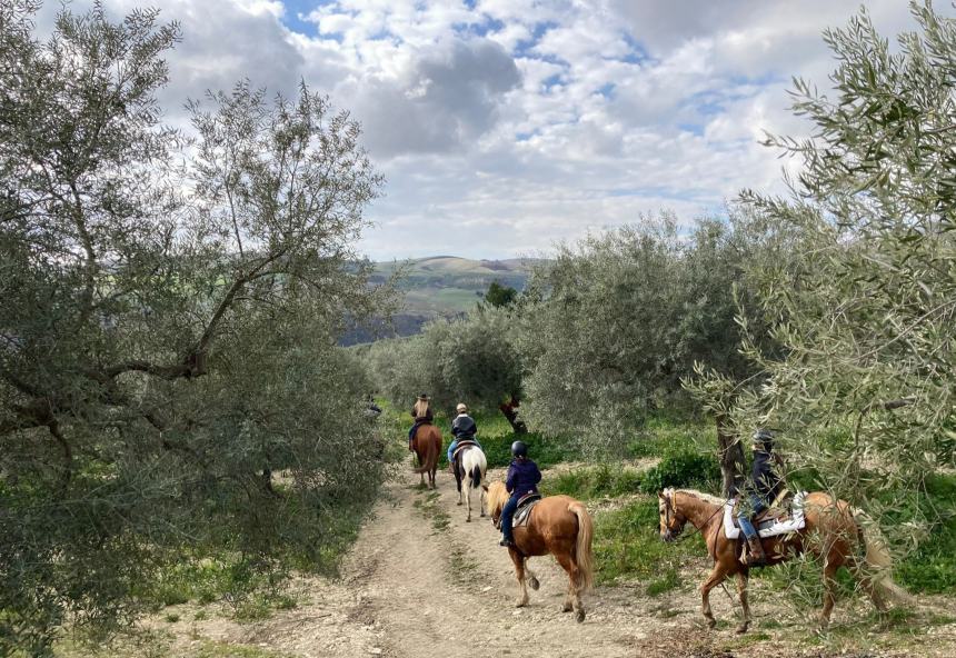 Emozioni a cavallo lungo la strada degli ulivi dove il paesaggio sorride