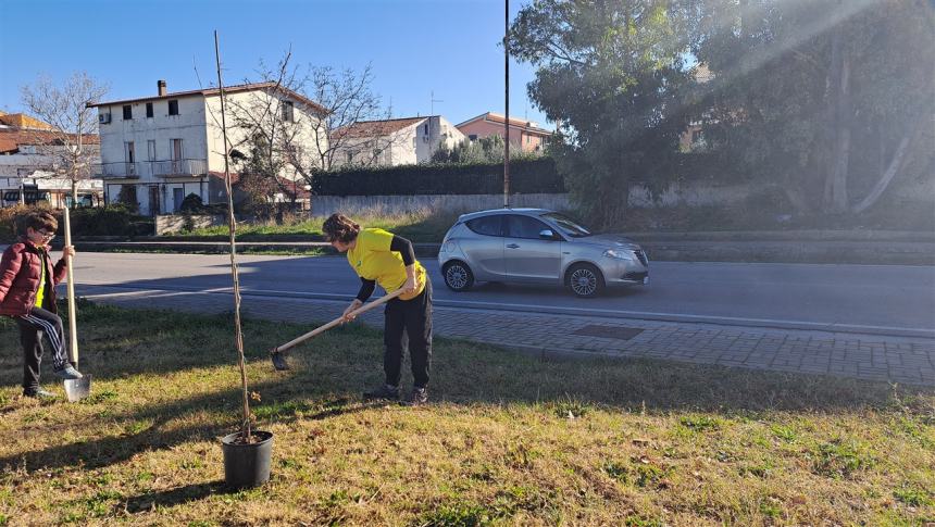 Più alberi sul viale Pertini