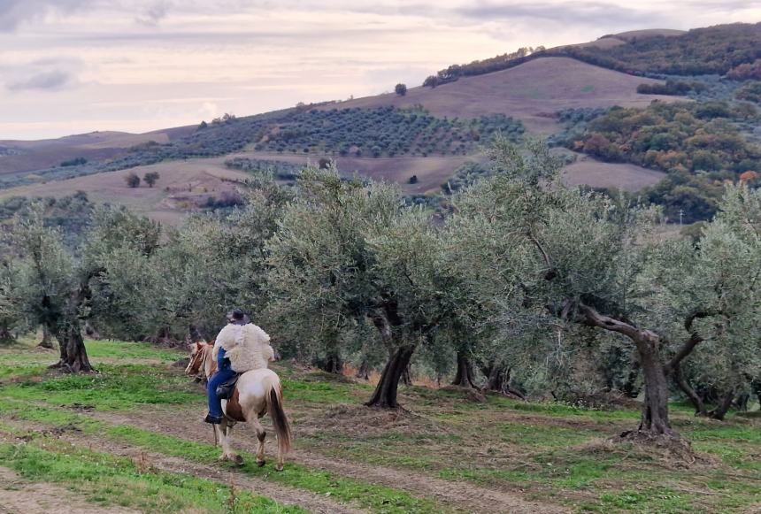 Emozioni a cavallo lungo la strada degli ulivi dove il paesaggio sorride