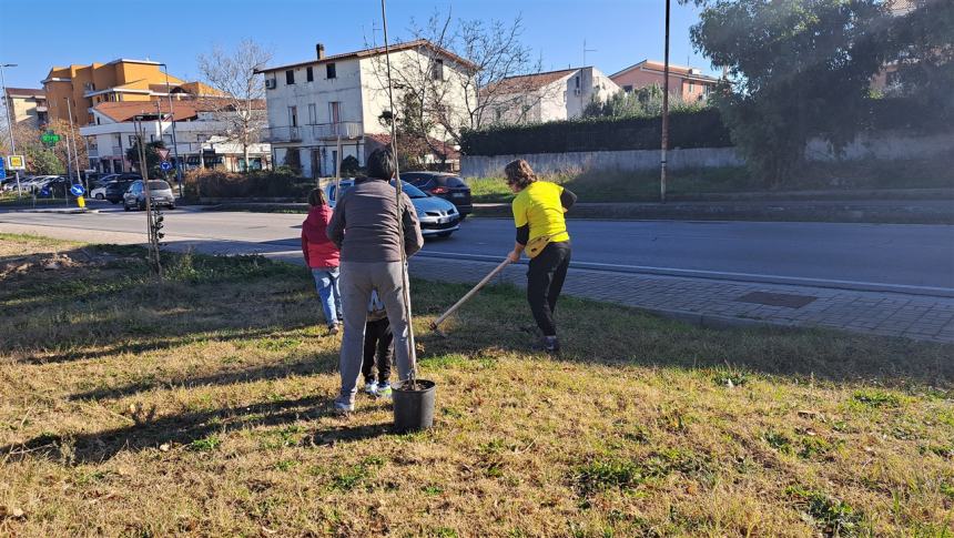 Più alberi sul viale Pertini