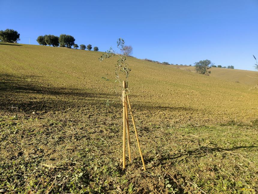 Volontari del Borsacchio proseguono con successo il progetto alberi e la cura del territorio