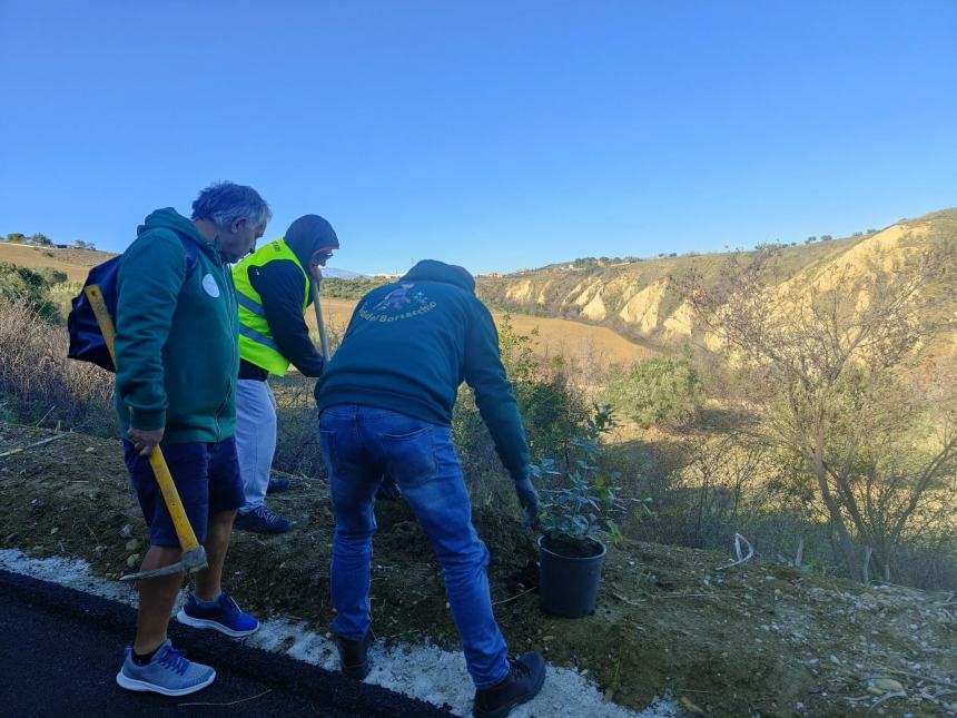 Volontari del Borsacchio proseguono con successo il progetto alberi e la cura del territorio