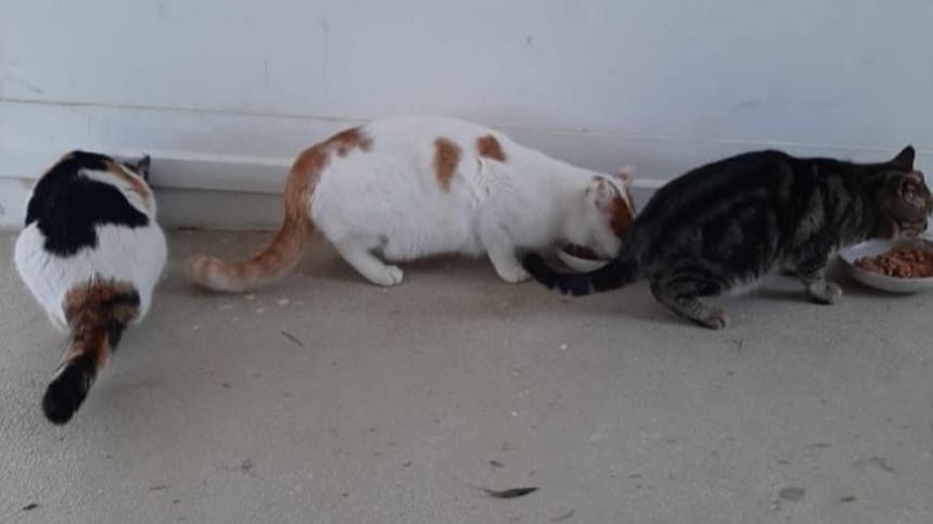 Termoli: Contrada Porticone, scatta l'allarme: avvelenate due colonie di  gatti con cuccioli