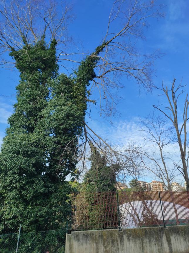 «Cosa è diventato oggi il parco comunale non si sa»