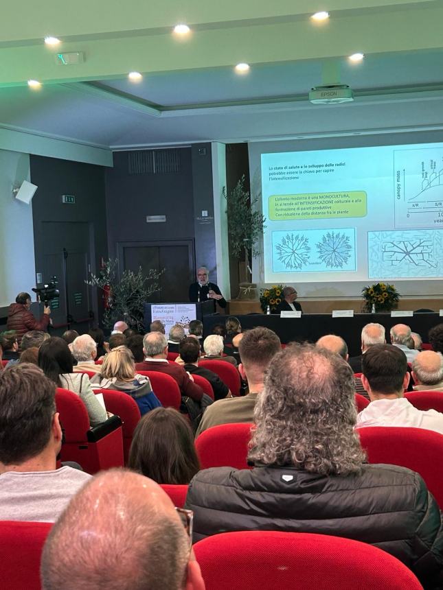 “Il futuro del nostro extravergine”, in tantissimi al seminario sull'olio abruzzese