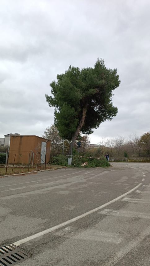 Il ramo caduto in via Venezia