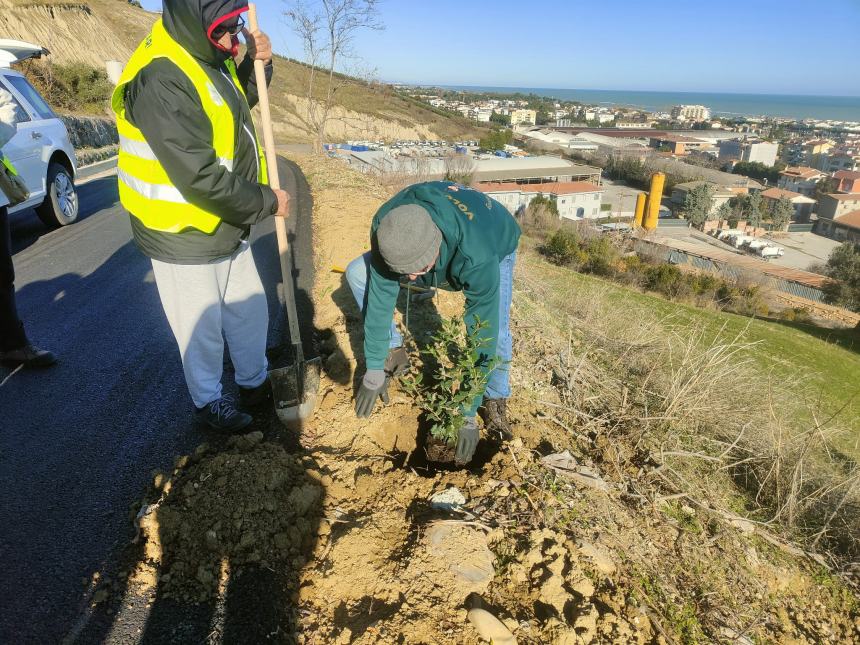 Volontari del Borsacchio proseguono con successo il progetto alberi e la cura del territorio